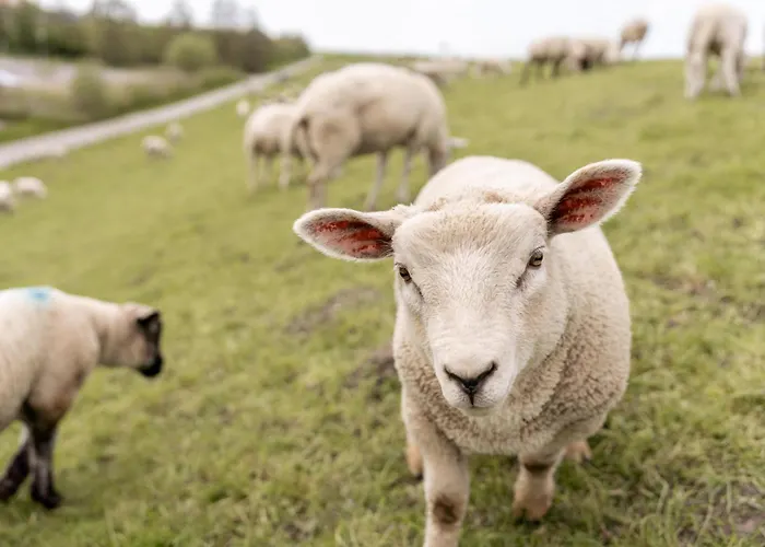 Daire Graftblick Am 48 0 S *